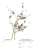 藏品(竊衣)的圖片